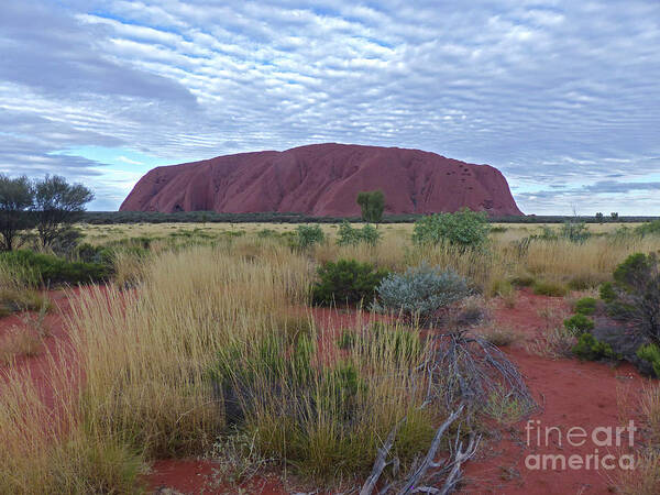 Uluru Poster featuring the photograph Uluru - Australia by Phil Banks