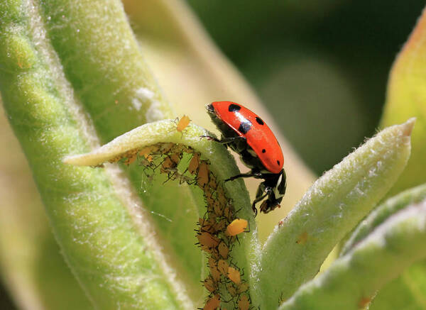 Ladybug Poster featuring the photograph What Lies Beneath by Donna Kennedy