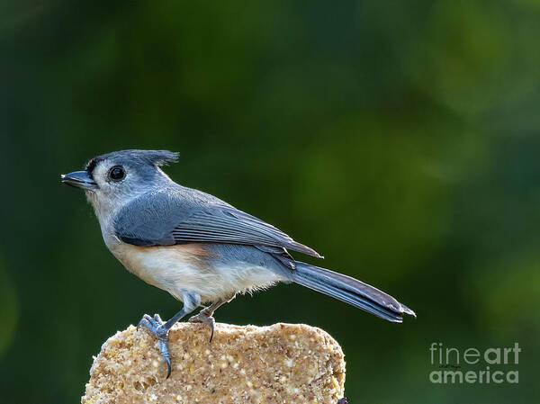 Birds Poster featuring the photograph Tufted Titmouse by DB Hayes