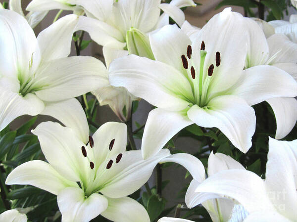 White Poster featuring the photograph Easter Lilies by Wendy Golden
