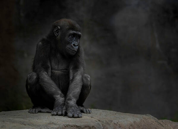 Larry Marshall Photography Poster featuring the photograph Little Chimp 4 by Larry Marshall