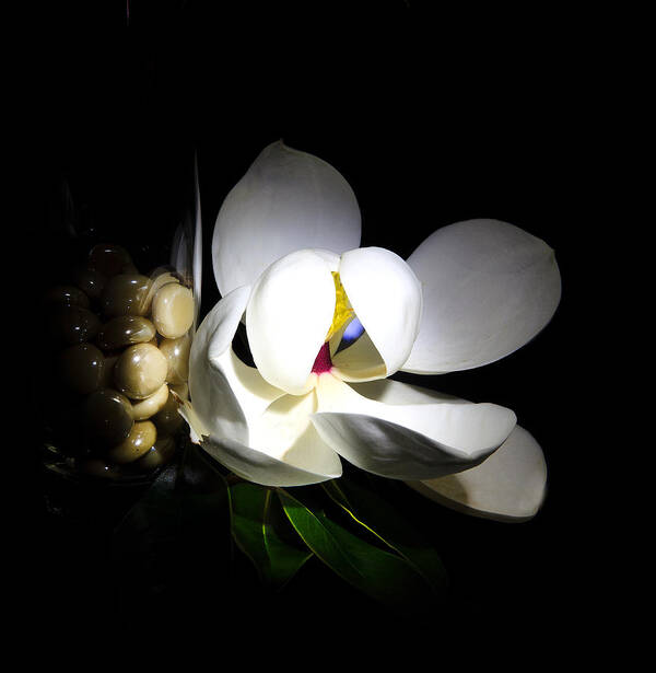 Flower Poster featuring the photograph Louisiana Beauty by Cecil Fuselier