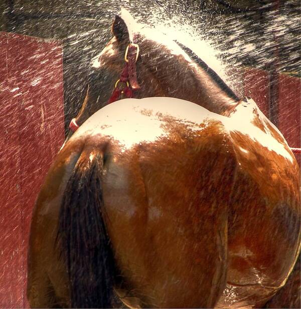 Refresh Poster featuring the photograph Polo Pony Shower HDR 21058 by Jerry Sodorff