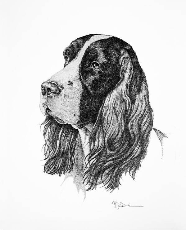Mary Dove Art Poster featuring the drawing Kip, Springer Spaniel by Mary Dove