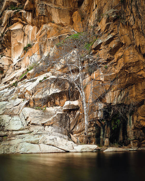 Waterfall Poster featuring the photograph Cedar Creek Tree by Jermaine Beckley