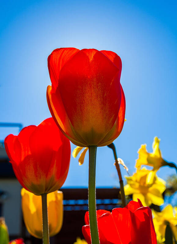 Tulips Poster featuring the photograph Tulips by the Sea by Tommy Farnsworth