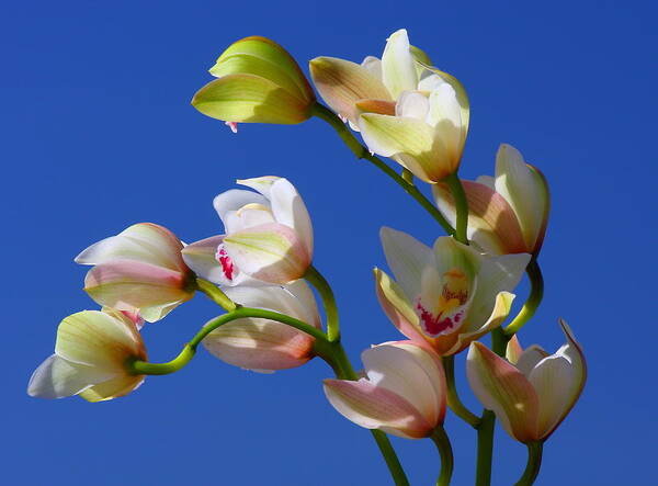 California Poster featuring the photograph Orchids Against A Blue Sky by Marc Crumpler