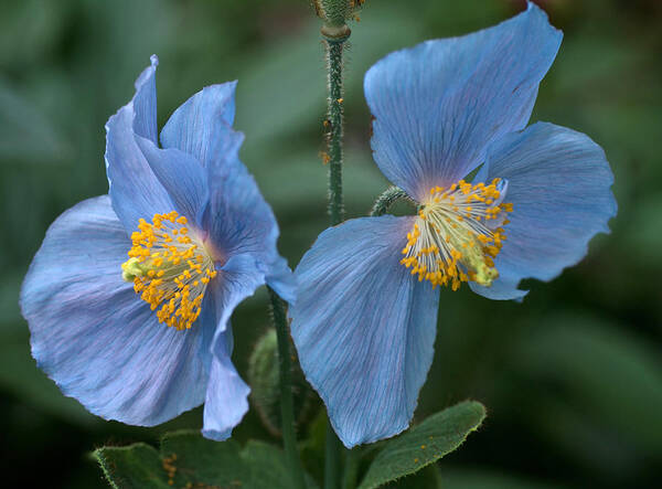 Blue Poppies Poster featuring the photograph Vintage Blue Poppies by Richard Cummings