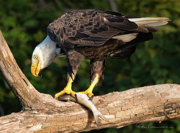 Bald Eagle Poster featuring the photograph Bald Eagle and Fresh Catch 3093 by Dan Beauvais