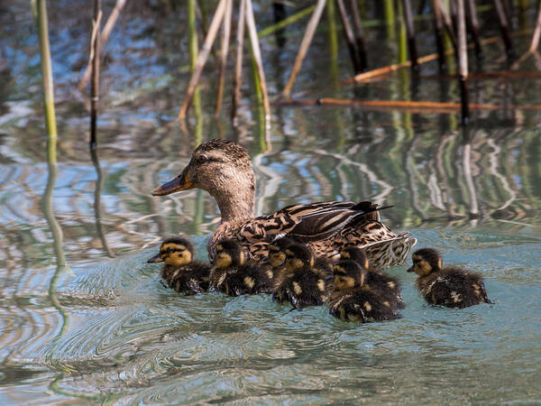 Mallard Poster featuring the photograph Mama mallard and her brood by Claudio Maioli