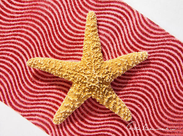 Close-up Poster featuring the photograph Starfish and Ribbon 4144 by Dan Beauvais