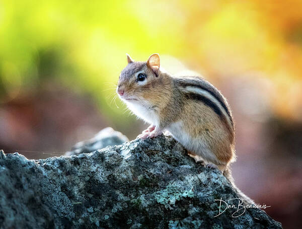 Chipmunk Poster featuring the photograph Chipmunk 3784 by Dan Beauvais