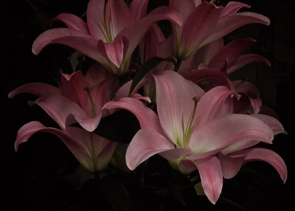 Pink Lilies Poster featuring the photograph Holiday Lilies by Richard Cummings