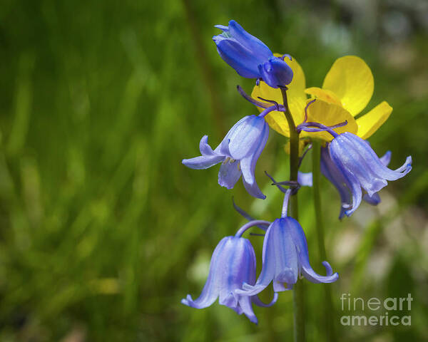 Boston Poster featuring the photograph Blue and yellow spring by Agnes Caruso