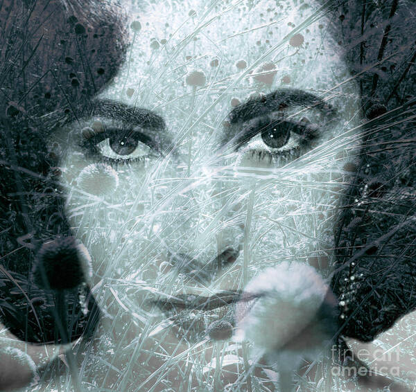 Liz Taylor Poster featuring the photograph Seedy Liz by Trish Hale