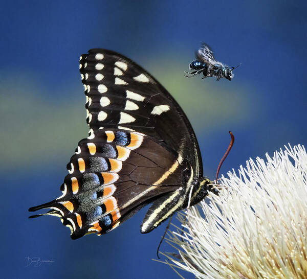 Palamedes Swallowtail Poster featuring the photograph Butterfly and Bee #1068 by Dan Beauvais