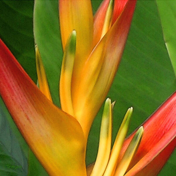 Heliconia Poster featuring the photograph Hawaii Dreaming by James Temple