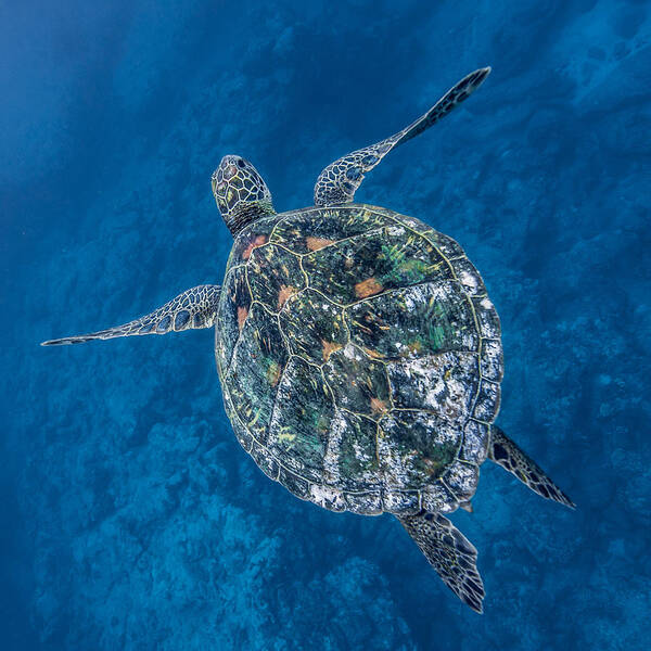 Hawaiian Sea Turtle Poster featuring the photograph Deep Blue Square by Leonardo Dale