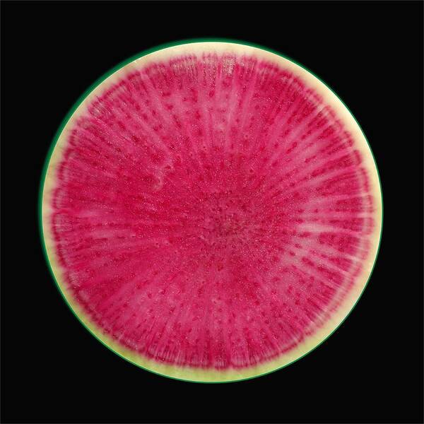 Watermelon Radish Poster featuring the photograph Watermelon Radish by James Temple