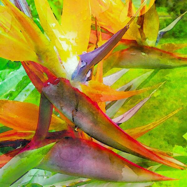 Tropical Poster featuring the digital art Tropical by James Temple Tropical Poster featuring the digital art Tropical by James Temple