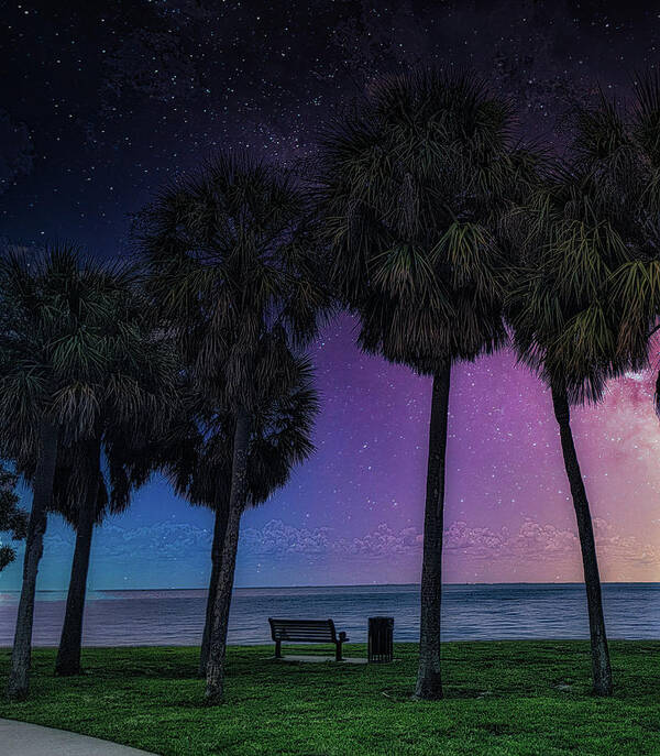 Tree Poster featuring the photograph Colorful Florida Nights by Portia Olaughlin