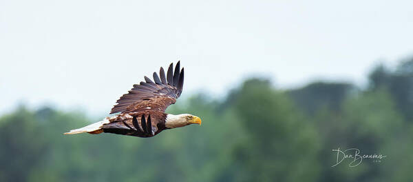 Bald Eagle Poster featuring the photograph Bald Eagle in Flight 3912 by Dan Beauvais