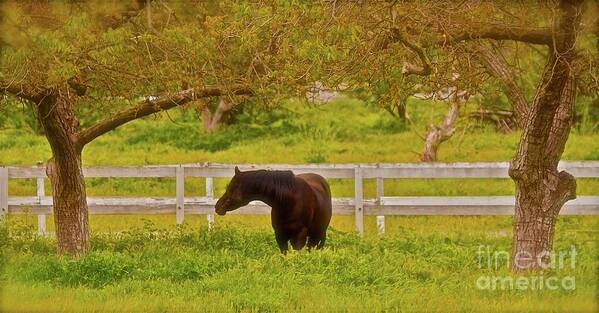 Horse Poster featuring the photograph Black Horse Deep in Green Ojai by Gus McCrea