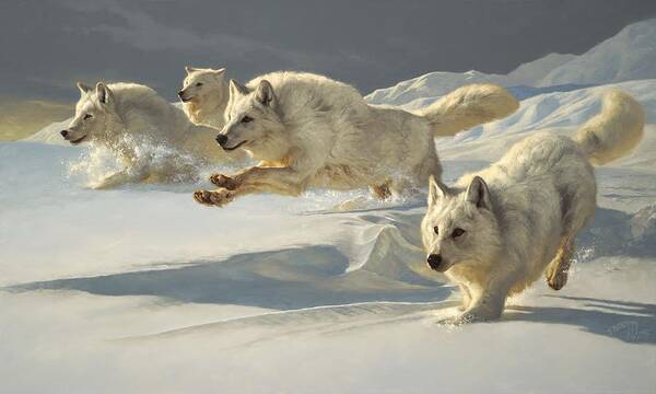 Wolf Wolf Pack Arctic Wolf Alpha Greg Beecham Wildlife Animal Painting Print Oil Painting Oil On Linen Poster featuring the painting The Chase by Greg Beecham