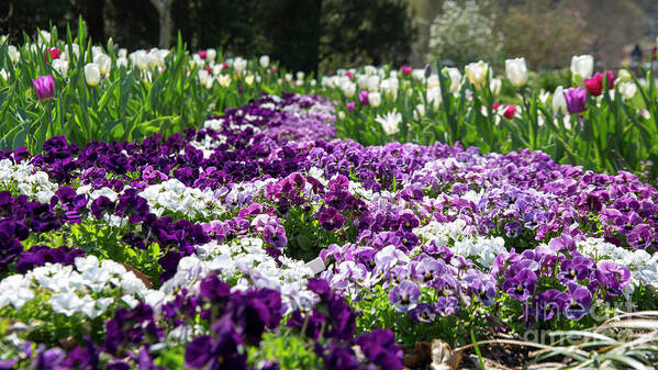 Flowers Poster featuring the photograph Purple carpet by Agnes Caruso