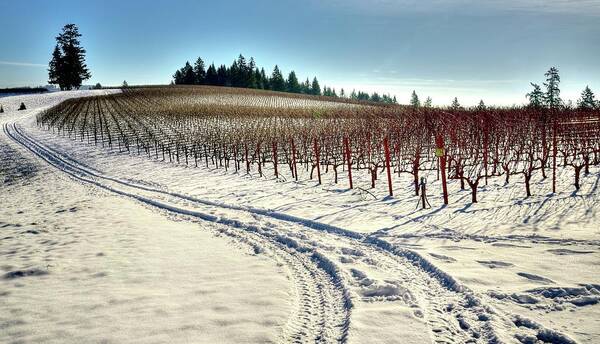 Soter Poster featuring the photograph Soter Vineyard Winter by Jerry Sodorff