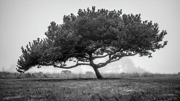 Beautiful Poster featuring the photograph Coastal Cypress In The Fog by Mike Fusaro