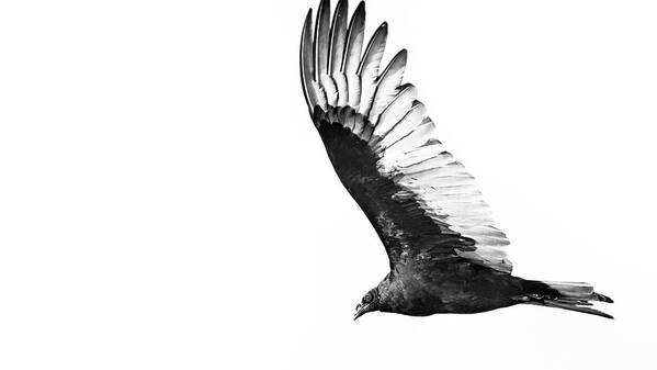 Animal Poster featuring the photograph Turkey Vulture Soaring by Mike Fusaro