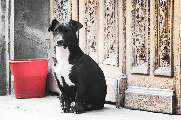 Black Poster featuring the photograph Black Dog Guarding A Vintage Wooden Door by Vlad Baciu