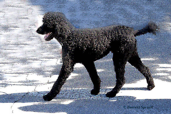 Everett Spruill Poster featuring the photograph Black Poodle by Everett Spruill