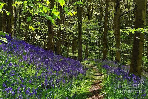 Bluebells Poster featuring the photograph Bluebell Woods Photo Art by Les Bell