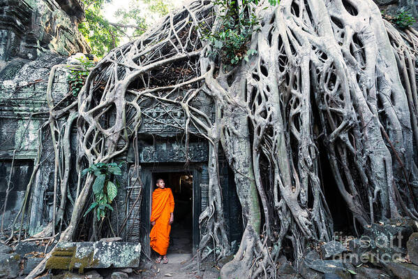 Cambodia Poster featuring the photograph Famous big tree inside Ta Phrom temple - Angkor - Cambodia by Matteo Colombo
