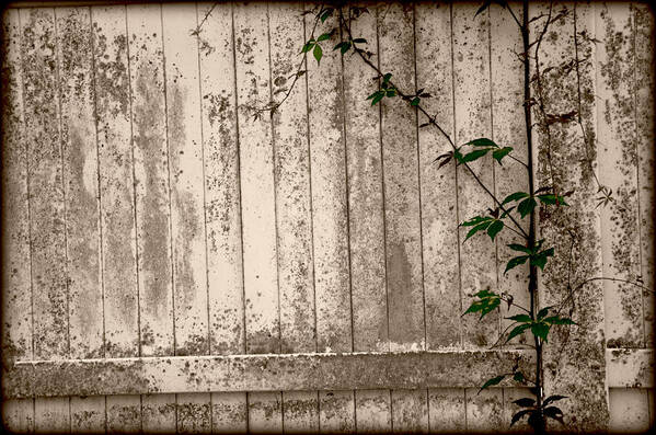 Fence Poster featuring the photograph Vine and Fence by Amanda Vouglas