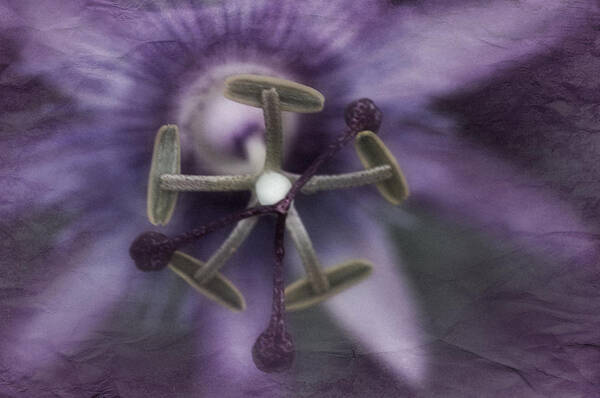 Passion Flower Poster featuring the photograph Wheel of Life by Richard Cummings