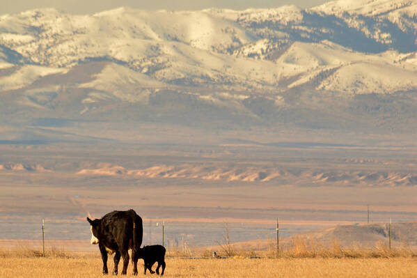 Ranch Poster featuring the photograph Hey Mom.. wait up by Al Swasey