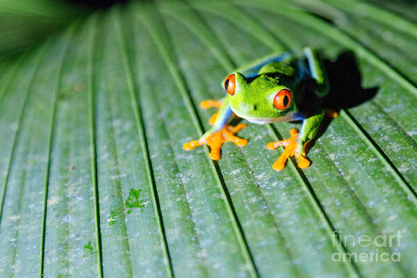 Red Eyed Frog Poster featuring the photograph Red Eyed Frog close up by Matteo Colombo
