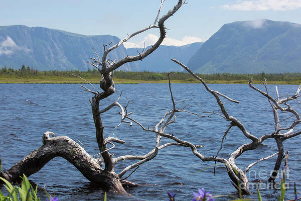 Western Brook Pond Poster featuring the photograph View across the water by Agnes Caruso