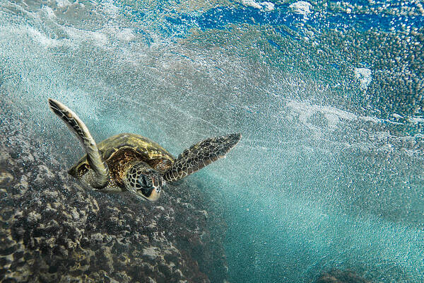 Sea Turtle Poster featuring the photograph Wave Rider Turtle by Leonardo Dale