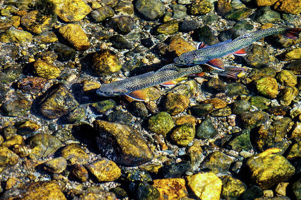 Aspens Poster featuring the photograph Fall Brook Trout by Johnny Boyd