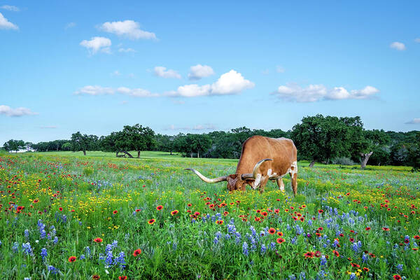 Texas Wildflowers Poster featuring the photograph Longhorns In Bluebonnets II by Johnny Boyd