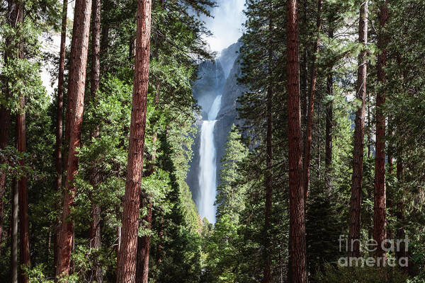 Yosemite Poster featuring the photograph Lower Yosemite fall and forest, Yosemite NP, USA by Matteo Colombo