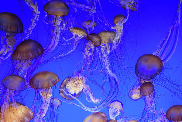 Animal Poster featuring the photograph Jelly Fish Swarm #1 by Mike Fusaro