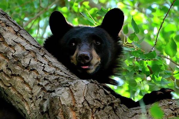 Bear Poster featuring the photograph Alert Bear In Tree by Jerry Sodorff