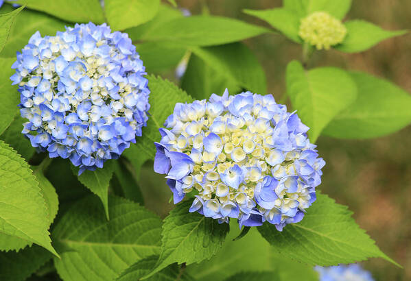 Colors Poster featuring the photograph Blue Hydrangea Deux by Tanya Owens
