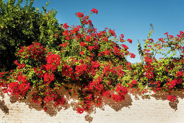Blue Sky Poster featuring the photograph Bougainvillea Palm Springs California 0402 by Amyn Nasser