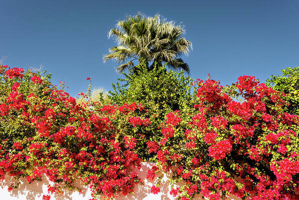Blue Sky Poster featuring the photograph Bougainvillea Palm Springs California 0406 by Amyn Nasser